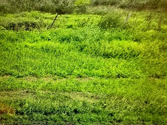 5th image of 1849/1909 Strawberry City LOT 6