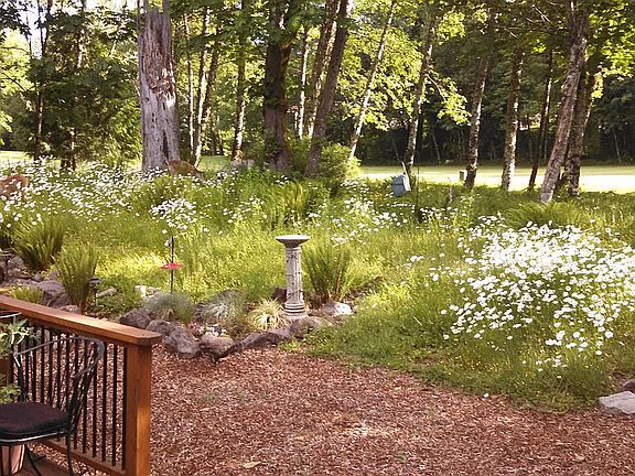 back yard