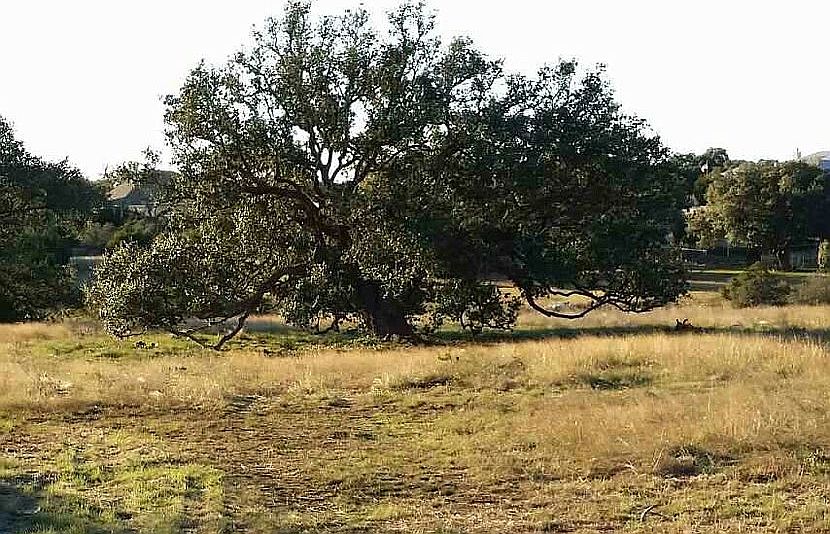 1st image of 937 Cross Oak