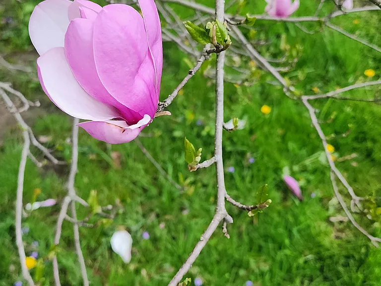 close up