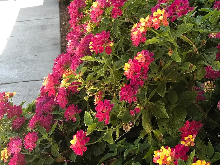 and more color