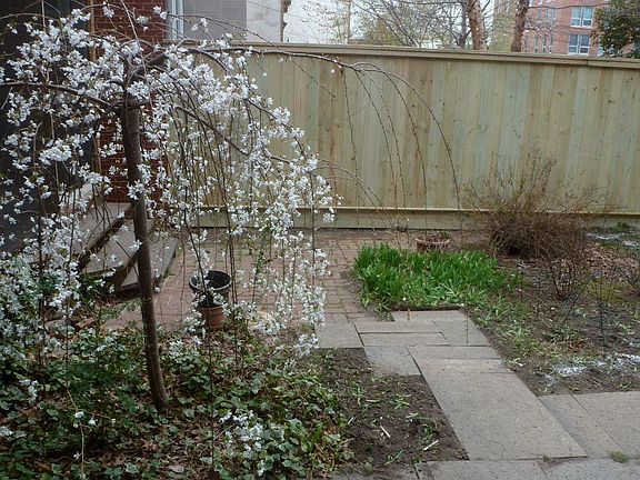 Rear Yard