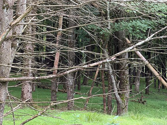 4th image of Witch Hazel Ln