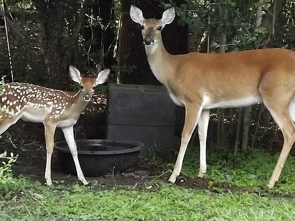 Nestled in this natural setting, an array of wildlife can be seen. Deer, squirrels, possums, rabbits, blue jays, robins, etc are frequent visitors with easy access from the nature trail.  This photo was taken from the back deck of this home.
