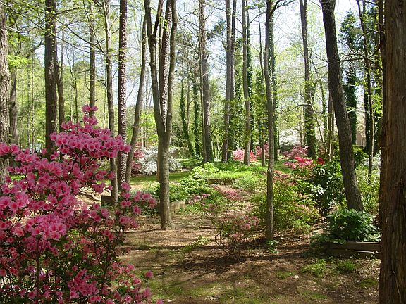 Spring 2009 - Back Yard