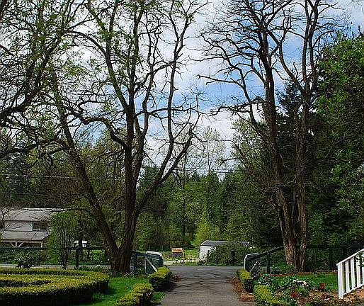 Honey Locust Trees