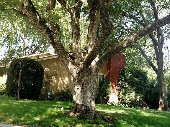 Mature maples front and back