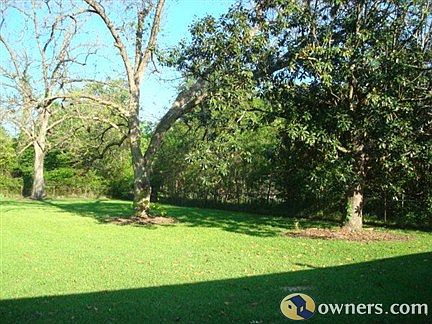 Backyard Trees of Pecan, Magnolia, Oaks