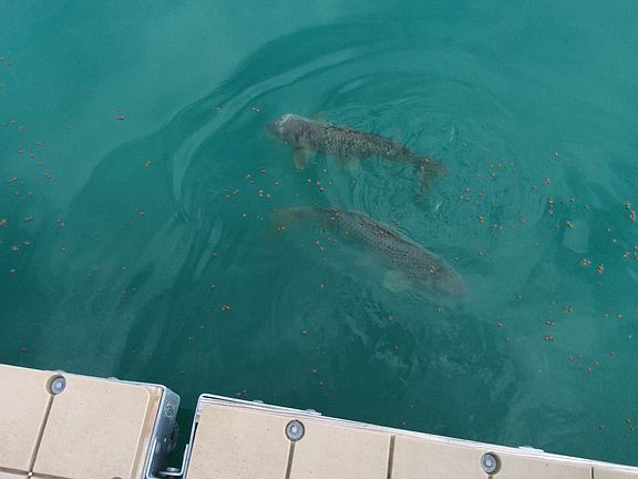 Residents of the lake
