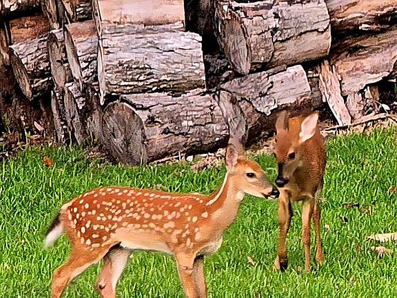 5th image of 10305 Worthy Lamb Way