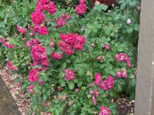 4262-3t - 714-728 NE Savage