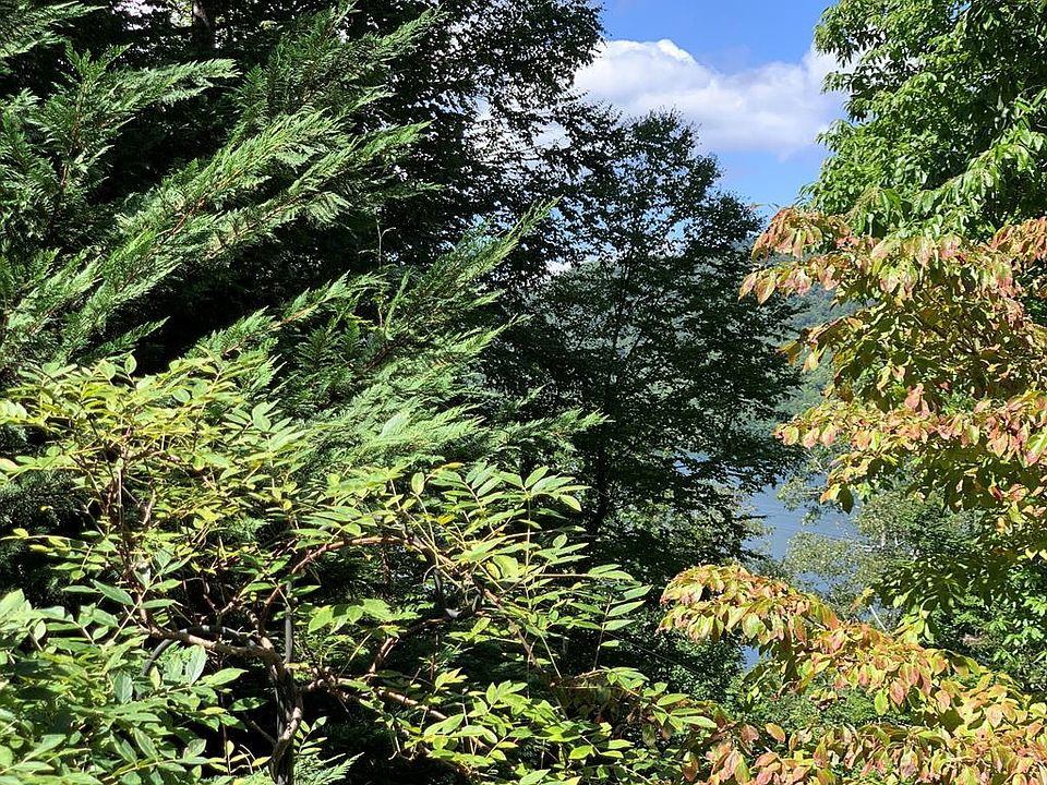 1st image of Rhododendron Dr