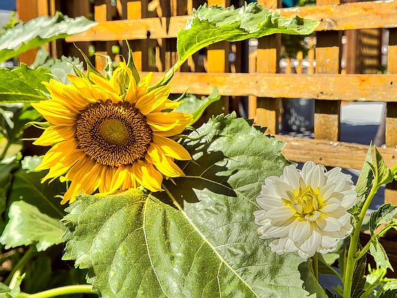 4th image of 2517 Rosstown Rd