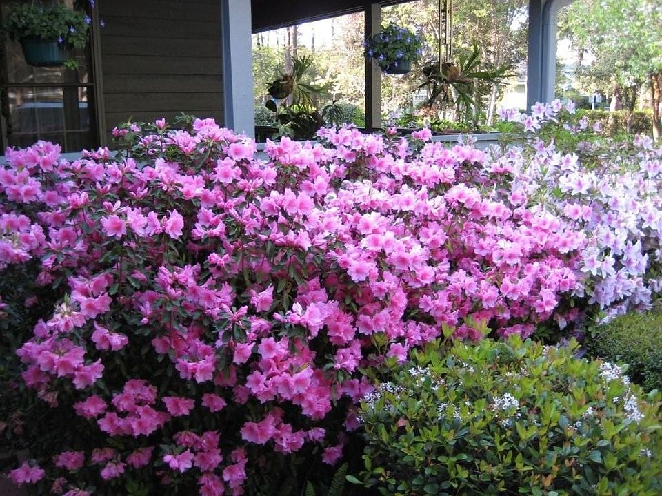 Great Flowering Plants