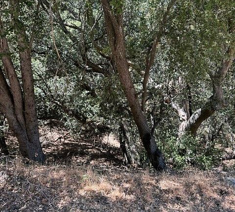 4th image of 22301 Bernina Way Lot 3