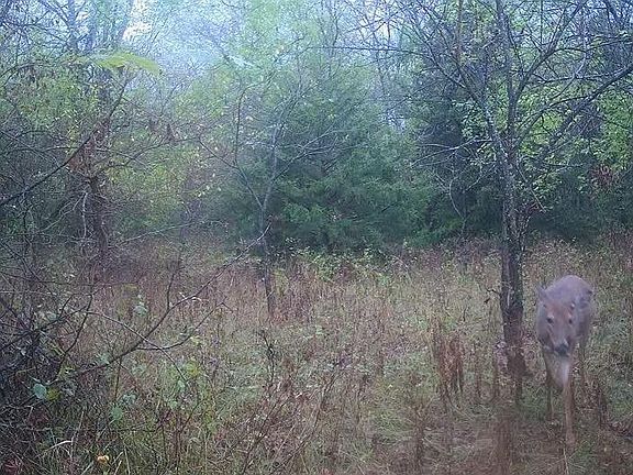 4th image of TRACT Shaw School Rd #A