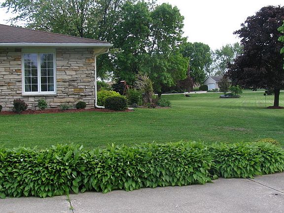 Spacious beautiful side yard : Spacious beautiful mature side yard