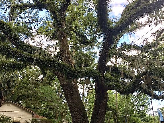 Large Live Oak In Front Yard