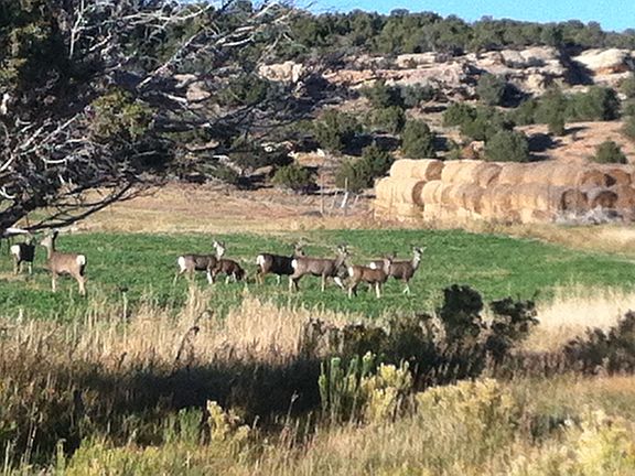 2nd image of 162 Acres North Of Highway 43