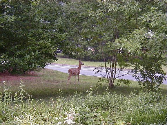 Deer in Front Yard