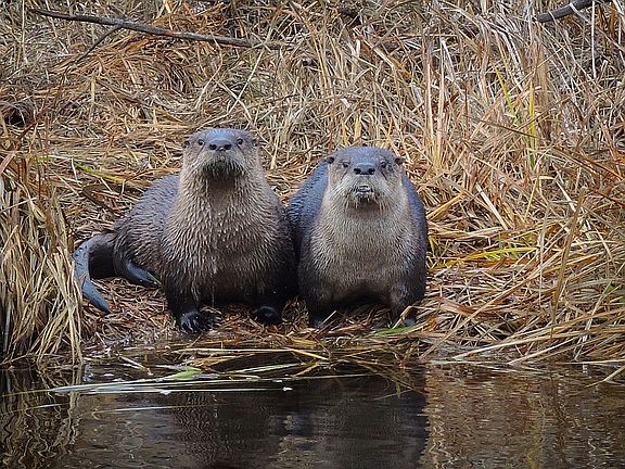 Friendly Otters