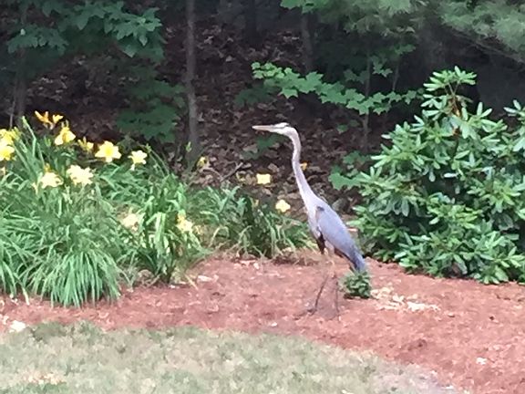 A blue heron visiting.
