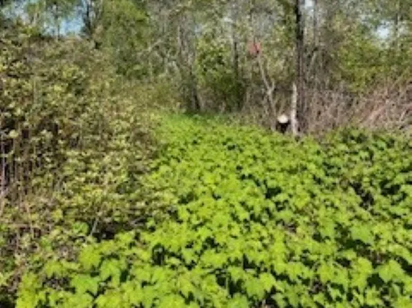 294X County Road 7, Grand Marais, MN 55604