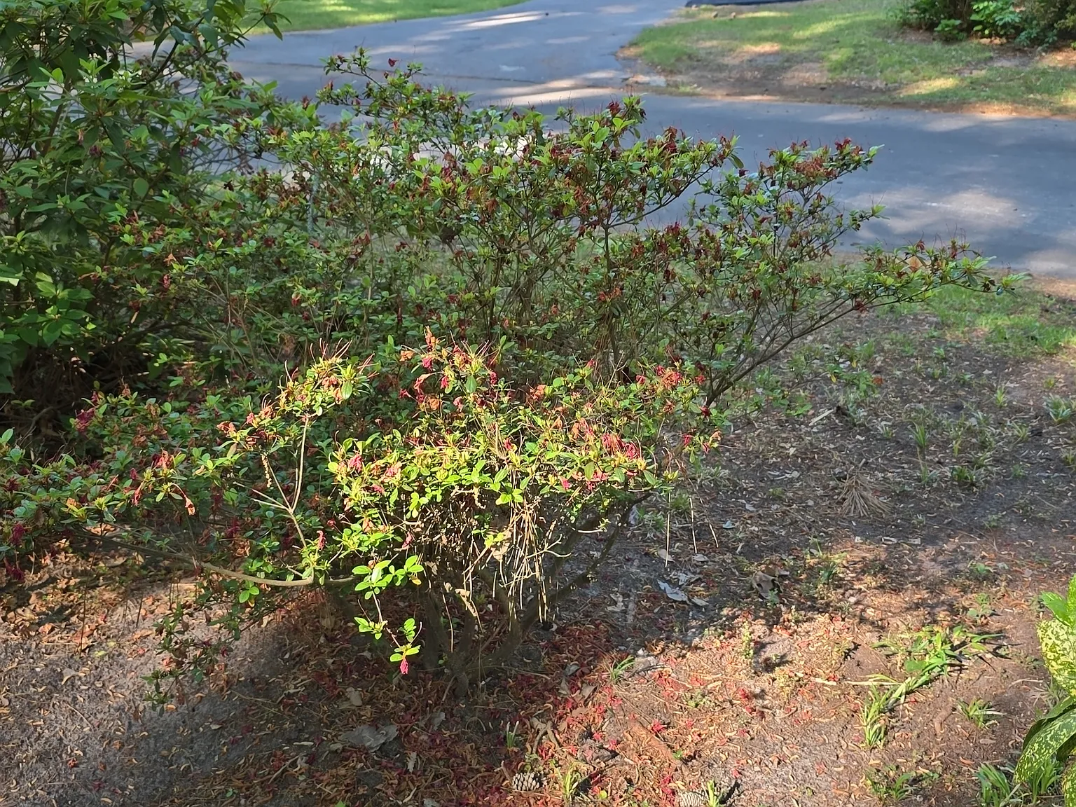 Pineview Dr, Greenville — Photo 4