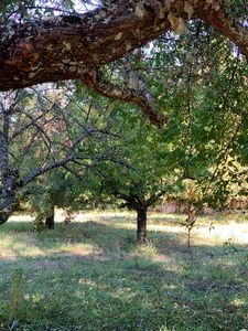 236 & 240 Orchard Way, Myers Flat, CA, 95554