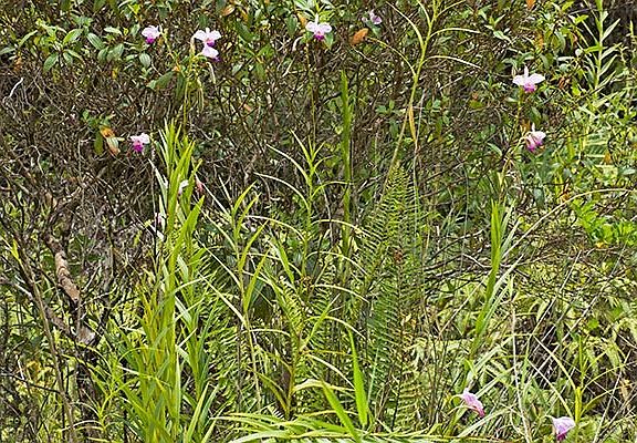 5th image of Plumeria St Lot 6700