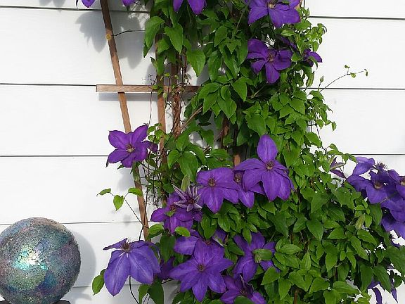 beautiful landscaping