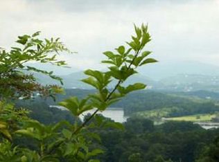 LOT 9 Woods Of Hunter LOT 9, Hayesville, NC 28904