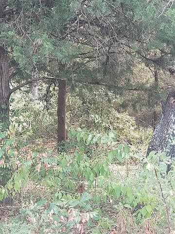 2nd image of Brookwood Dr