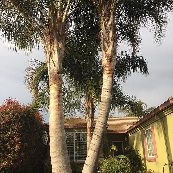 1st image of 655 Blue Oak Dr