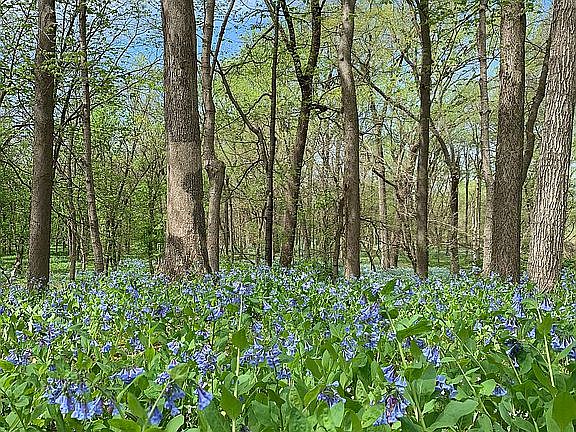 Bluebells on side of house