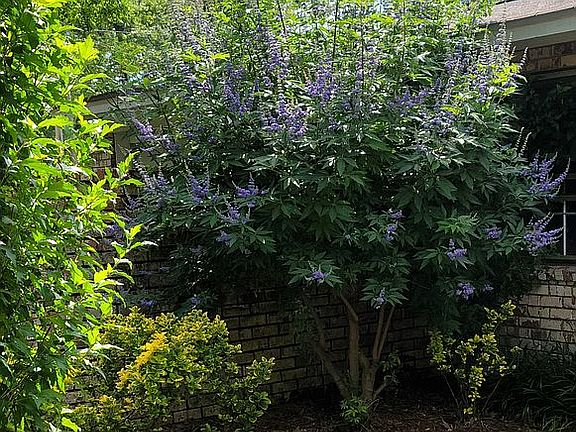 Courtyard garden