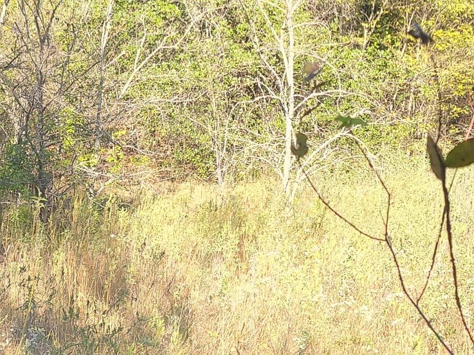 0 County Road 1158, Brashear, TX 75420 MLS 20471166 Zillow