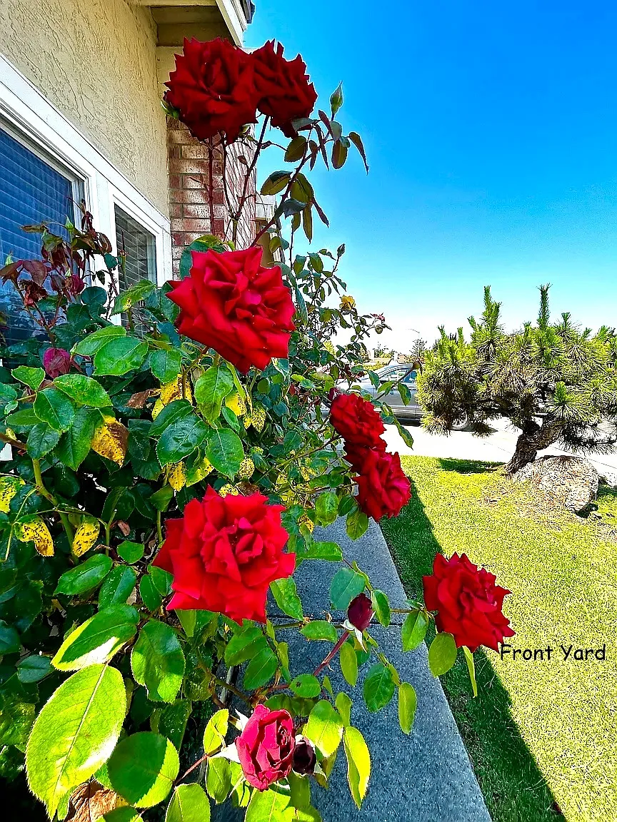 3 bed, 1600 sqft, $4,500 — Photo 4