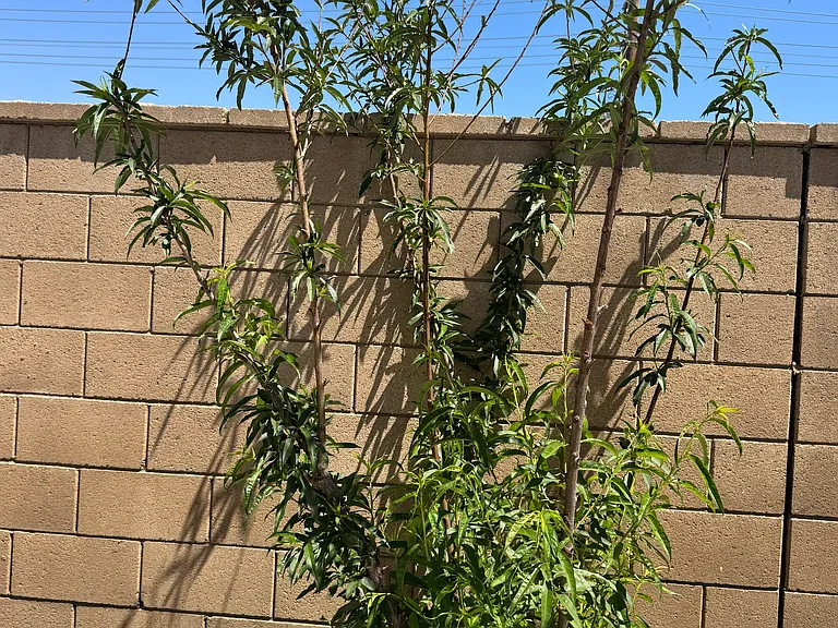 Nectarine