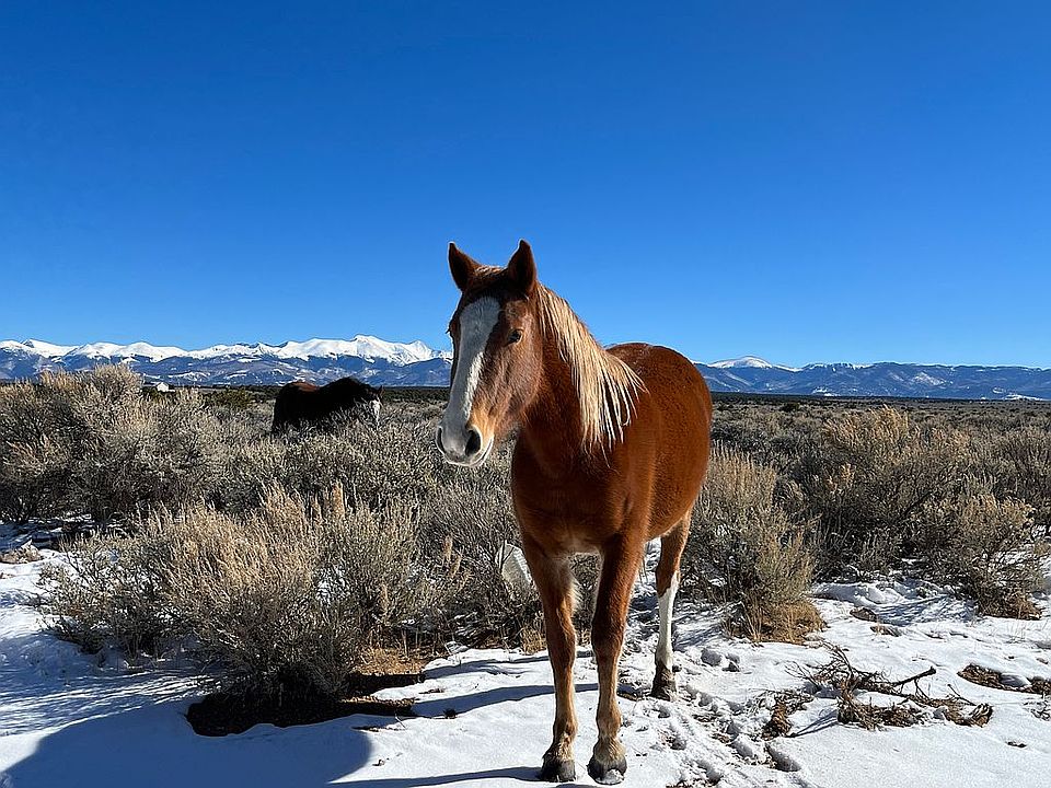 Wild horses on the property!