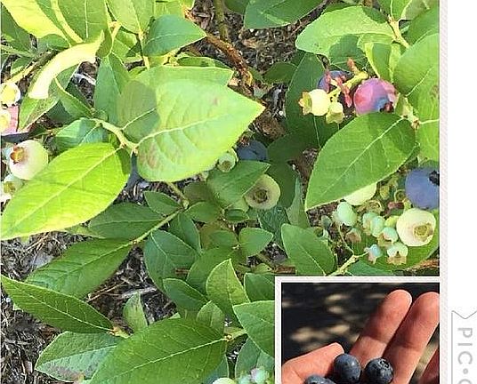 Blueberry beds, front yard