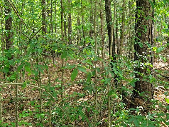 3rd image of 77 Carroll Hollow Rd