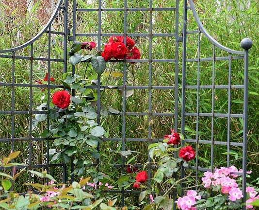 Some of the roses