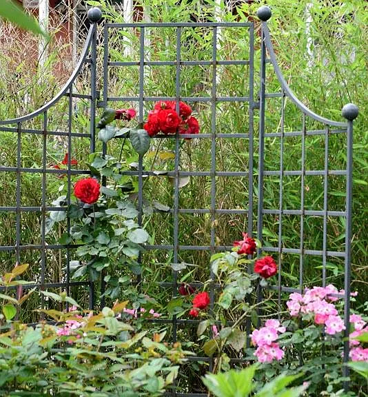 Some of the roses