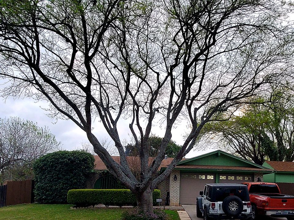 1st image of 1231 White Rock Dr
