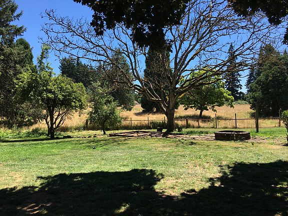 Yard/Walnut tree