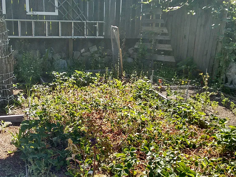Lots of space for garden beds
