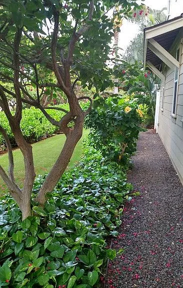 Side of the house