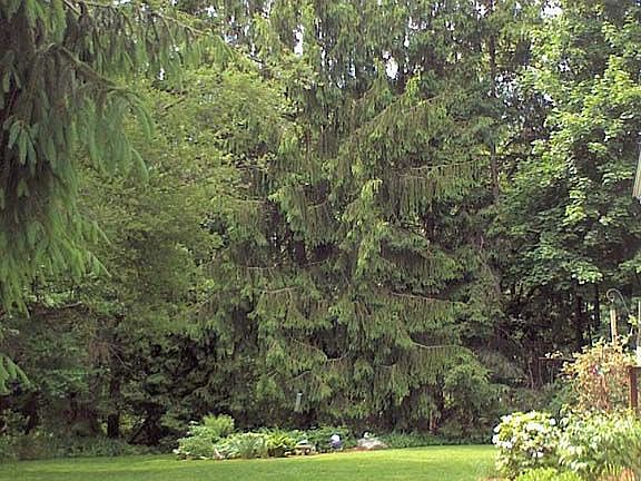 Side Yard