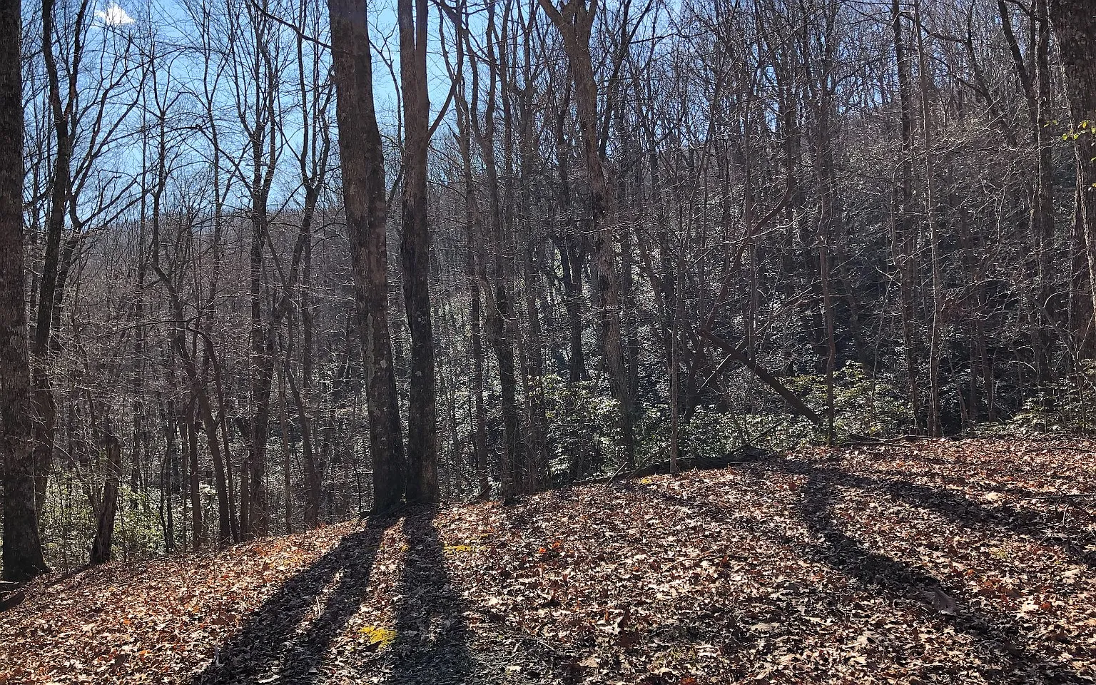 Sassafras Mountain Trl photo 1